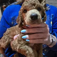 Yellow, a male Poodle - Standard  for sale in Vass, NC – 4 of 4
