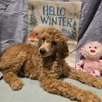 Yellow, a male Poodle - Standard  for sale in Vass, NC – 1 of 4
