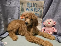 Yellow, a female Poodle - Standard  for sale in Vass, NC – Photo 1 of 4