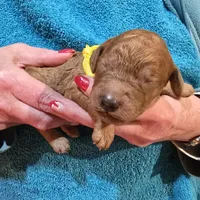 Yellow, a male Poodle - Standard  for sale in Vass, NC – 3 of 4