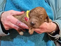 Yellow, a female Poodle - Standard  for sale in Vass, NC – Photo 3 of 4