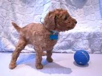 Lt. Blue Collar, a male Poodle - Standard  for sale in Vass, NC – 1 of 1