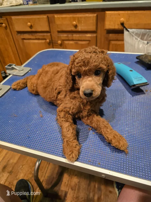 Yellow Collar – Poodle - Standard  puppy for sale in Vass, NC