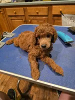 Yellow Collar, a male Poodle - Standard  for sale in Vass, NC – 1 of 1