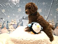 Blue, a male Poodle - Standard  for sale in Vass, NC – Photo 2 of 3