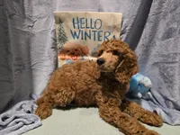 Blue, a male Poodle - Standard  for sale in Vass, NC – Photo 1 of 3