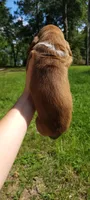 Girly basset, a female Basset Hound for sale in Defuniak Springs, FL – 9 of 10