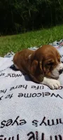 Girly basset, a female Basset Hound for sale in Defuniak Springs, FL – 2 of 10