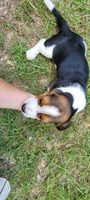 Boy Basset, a male Basset Hound for sale in Defuniak Springs, FL – 2 of 6
