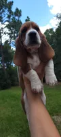 Girly basset, a female Basset Hound for sale in Defuniak Springs, FL – 6 of 10
