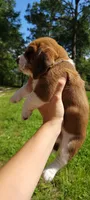 Girly basset, a female Basset Hound for sale in Defuniak Springs, FL – 10 of 10