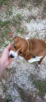 Girly basset, a female Basset Hound for sale in Defuniak Springs, FL – 8 of 10