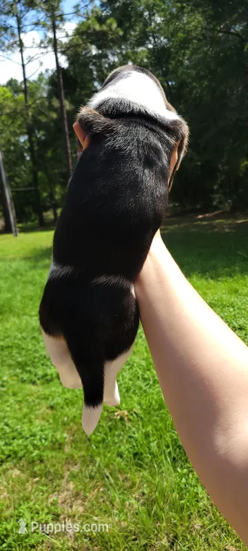 Boy Basset – Basset Hound puppy for sale in Defuniak Springs, FL