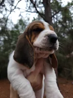 Tri bassett, a female Basset Hound for sale in Defuniak Springs, FL – Photo 1 of 4