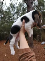 Tri bassett, a female Basset Hound for sale in Defuniak Springs, FL – Photo 2 of 4