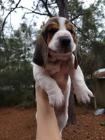 Tri bassett, a female Basset Hound for sale in Defuniak Springs, FL – Photo 3 of 4