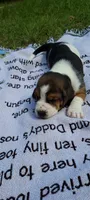 Boy Basset, a male Basset Hound for sale in Defuniak Springs, FL – 6 of 6