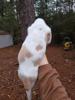 Brown and white boy #1, a male Basset Hound for sale in Defuniak Springs, FL – Photo 1 of 3