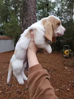 Brown and white boy #1, a male Basset Hound for sale in Defuniak Springs, FL – Photo 3 of 3