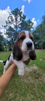 Boy Basset, a male Basset Hound for sale in Defuniak Springs, FL – 4 of 6