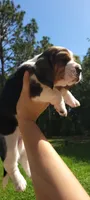 Boy Basset, a male Basset Hound for sale in Defuniak Springs, FL – 3 of 6