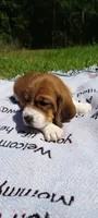 Girly basset, a female Basset Hound for sale in Defuniak Springs, FL – 5 of 10