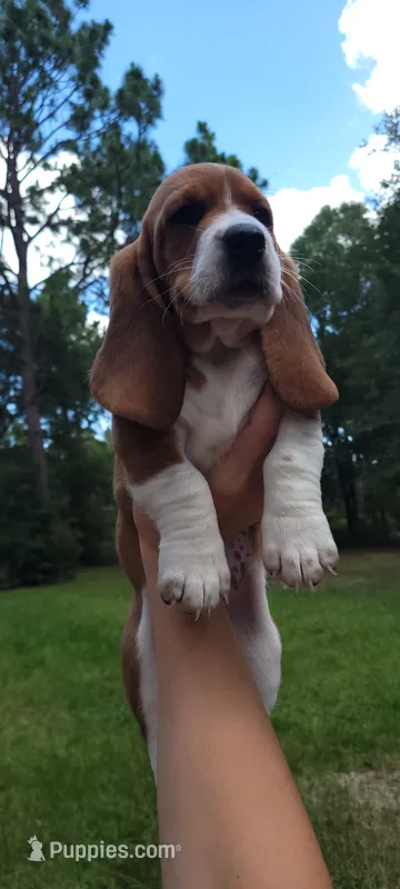 Girly basset – Basset Hound puppy for sale in Defuniak Springs, FL