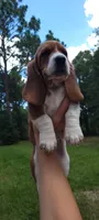 Girly basset, a female Basset Hound for sale in Defuniak Springs, FL – 1 of 10