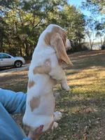 Little man, a male Basset Hound for sale in Defuniak Springs, FL – Photo 3 of 4