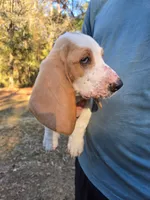 Little man, a male Basset Hound for sale in Defuniak Springs, FL – Photo 1 of 4