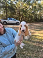 Little man, a male Basset Hound for sale in Defuniak Springs, FL – Photo 2 of 4