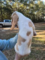 Little man, a male Basset Hound for sale in Defuniak Springs, FL – Photo 4 of 4