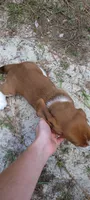 Girly basset, a female Basset Hound for sale in Defuniak Springs, FL – 4 of 10