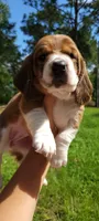 Girly basset, a female Basset Hound for sale in Defuniak Springs, FL – 7 of 10