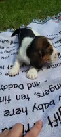 Boy Basset, a male Basset Hound for sale in Defuniak Springs, FL – 5 of 6