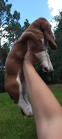 Girly basset, a female Basset Hound for sale in Defuniak Springs, FL – 3 of 10