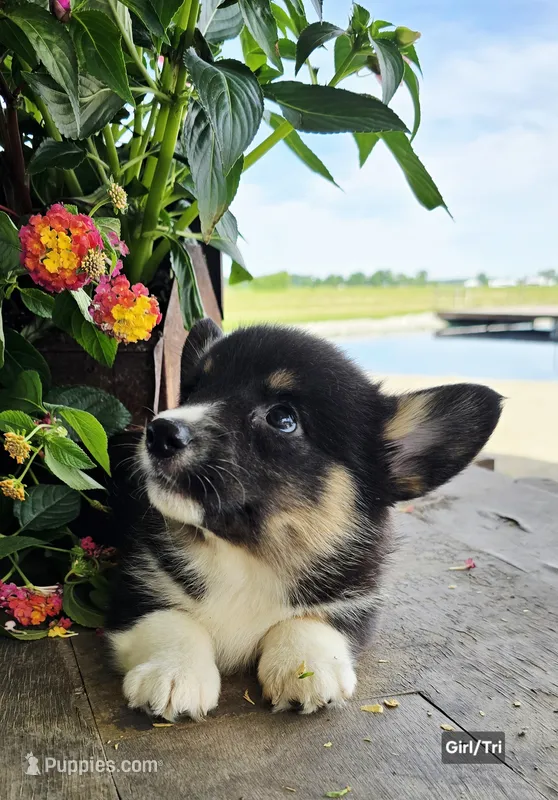 Carrie – Cardigan Welsh Corgi puppy for sale in Piqua, OH