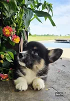 Carrie, a female Cardigan Welsh Corgi for sale in Piqua, OH – 1 of 1