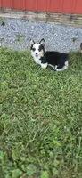 Kate, a female Cardigan Welsh Corgi for sale in Piqua, OH – Photo 3 of 3