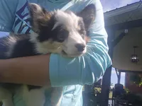 Kate, a female Cardigan Welsh Corgi for sale in Piqua, OH – Photo 1 of 3