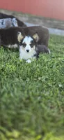 Kate, a female Cardigan Welsh Corgi for sale in Piqua, OH – Photo 2 of 3