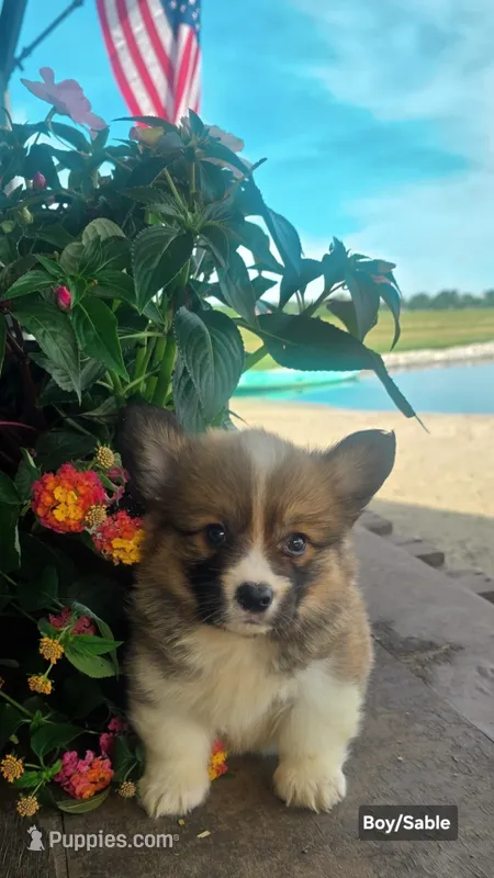 Bow  – Cardigan Welsh Corgi puppy for sale in Piqua, OH