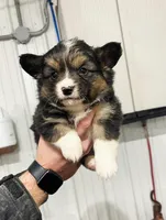 Sally, a female Cardigan Welsh Corgi for sale in Piqua, OH – Photo 2 of 3