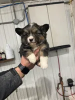 Sally, a female Cardigan Welsh Corgi for sale in Piqua, OH – Photo 3 of 3