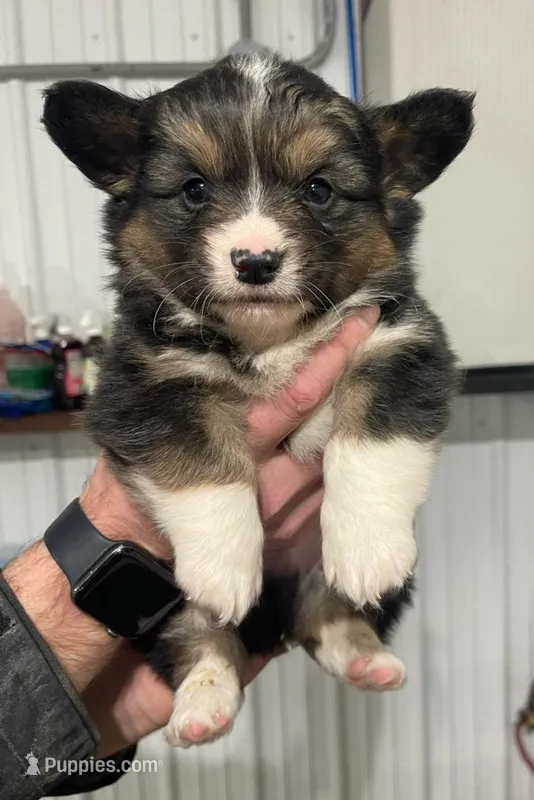 Sally, a female Cardigan Welsh Corgi for sale in Piqua, OH – Photo 1 of 3