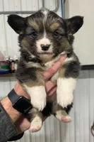 Sally, a female Cardigan Welsh Corgi for sale in Piqua, OH – Photo 1 of 3