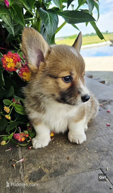 Sally – Cardigan Welsh Corgi puppy for sale in Piqua, OH