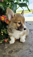 Sally, a female Cardigan Welsh Corgi for sale in Piqua, OH – 1 of 1