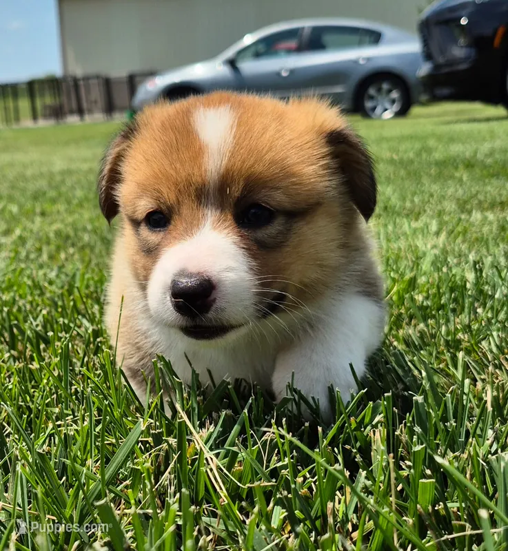 Zach – Pembroke Welsh Corgi puppy for sale in Piqua, OH