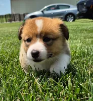 Zach, a male Pembroke Welsh Corgi for sale in Piqua, OH – 1 of 1